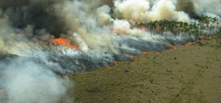 Wildfires are destructive infernos