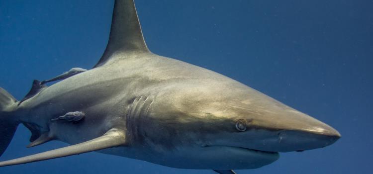 Woman attacked by shark at New York City's Rockaway Beach